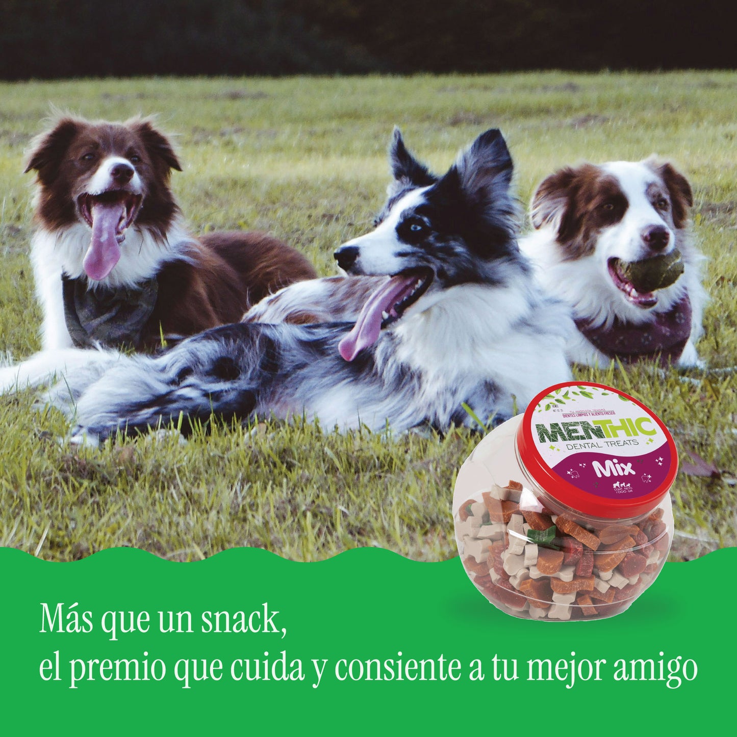 Mix Figuras Dentales para Perros Menthic Bombonera 1000 g – Snack Natural