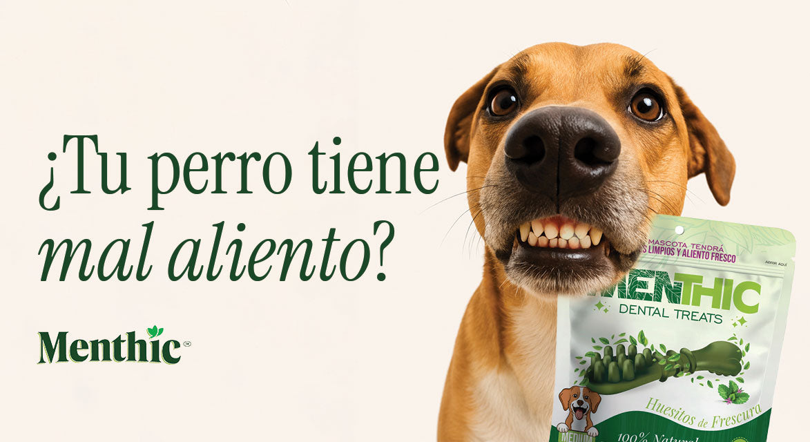 ¿Por qué mi perro tiene mal aliento?