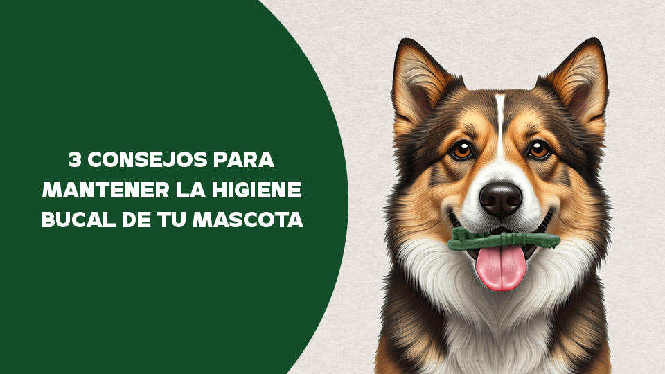 3 CONSEJOS PARA MANTENER LA HIGIENE BUCAL DE TU MASCOTA.